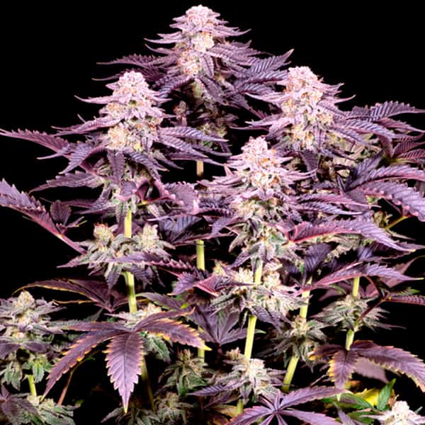 Superboof Samen > Sacred Terps | Feminisierte Hanfsamen  |  Hybrid